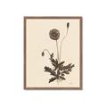 Picture of Vintage Botanical II  _GroupedProduct_Rectangle_Portrait_Framed_Matted_