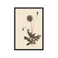 Picture of Vintage Botanical II  _GroupedProduct_Rectangle_Portrait_Framed_Matted_
