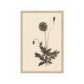Picture of Vintage Botanical II  _GroupedProduct_Rectangle_Portrait_Framed_Matted_