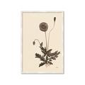 Picture of Vintage Botanical II  _GroupedProduct_Rectangle_Portrait_Framed_Matted_