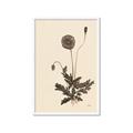 Picture of Vintage Botanical II  _GroupedProduct_Rectangle_Portrait_Framed_Matted_