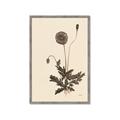 Picture of Vintage Botanical II  _GroupedProduct_Rectangle_Portrait_Framed_Matted_
