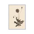 Picture of Vintage Botanical II  _GroupedProduct_Rectangle_Portrait_Framed_Matted_