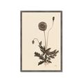 Picture of Vintage Botanical II  _GroupedProduct_Rectangle_Portrait_Framed_Matted_