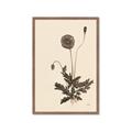 Picture of Vintage Botanical II  _GroupedProduct_Rectangle_Portrait_Framed_Matted_