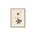 Picture of Vintage Botanical II  _GroupedProduct_Rectangle_Portrait_Framed_Matted_