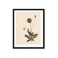 Picture of Vintage Botanical II  _GroupedProduct_Rectangle_Portrait_Framed_Matted_