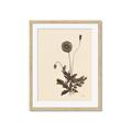 Picture of Vintage Botanical II  _GroupedProduct_Rectangle_Portrait_Framed_Matted_
