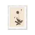 Picture of Vintage Botanical II  _GroupedProduct_Rectangle_Portrait_Framed_Matted_