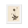 Picture of Vintage Botanical II  _GroupedProduct_Rectangle_Portrait_Framed_Matted_