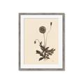 Picture of Vintage Botanical II  _GroupedProduct_Rectangle_Portrait_Framed_Matted_
