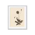 Picture of Vintage Botanical II  _GroupedProduct_Rectangle_Portrait_Framed_Matted_