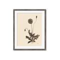 Picture of Vintage Botanical II  _GroupedProduct_Rectangle_Portrait_Framed_Matted_