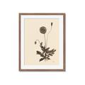 Picture of Vintage Botanical II  _GroupedProduct_Rectangle_Portrait_Framed_Matted_