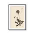 Picture of Vintage Botanical II  _GroupedProduct_Rectangle_Portrait_Framed_Matted_
