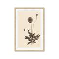 Picture of Vintage Botanical II  _GroupedProduct_Rectangle_Portrait_Framed_Matted_