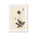 Picture of Vintage Botanical II  _GroupedProduct_Rectangle_Portrait_Framed_Matted_