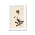 Picture of Vintage Botanical II  _GroupedProduct_Rectangle_Portrait_Framed_Matted_