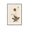 Picture of Vintage Botanical II  _GroupedProduct_Rectangle_Portrait_Framed_Matted_