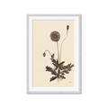 Picture of Vintage Botanical II  _GroupedProduct_Rectangle_Portrait_Framed_Matted_