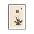 Picture of Vintage Botanical II  _GroupedProduct_Rectangle_Portrait_Framed_Matted_