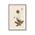 Picture of Vintage Botanical II  _GroupedProduct_Rectangle_Portrait_Framed_Matted_
