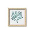 Picture of Teal Coral II  _GroupedProduct_Square_Framed_Matted_