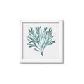 Picture of Teal Coral II  _GroupedProduct_Square_Framed_Matted_