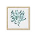 Picture of Teal Coral II  _GroupedProduct_Square_Framed_Matted_