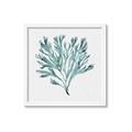 Picture of Teal Coral II  _GroupedProduct_Square_Framed_Matted_