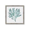 Picture of Teal Coral II  _GroupedProduct_Square_Framed_Matted_