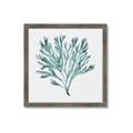 Picture of Teal Coral II  _GroupedProduct_Square_Framed_Matted_