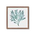 Picture of Teal Coral II  _GroupedProduct_Square_Framed_Matted_