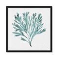 Picture of Teal Coral II  _GroupedProduct_Square_Framed_Matted_