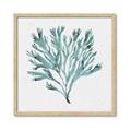 Picture of Teal Coral II  _GroupedProduct_Square_Framed_Matted_