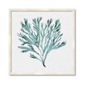 Picture of Teal Coral II  _GroupedProduct_Square_Framed_Matted_