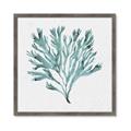 Picture of Teal Coral II  _GroupedProduct_Square_Framed_Matted_