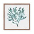 Picture of Teal Coral II  _GroupedProduct_Square_Framed_Matted_