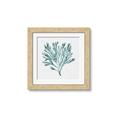 Picture of Teal Coral II  _GroupedProduct_Square_Framed_Matted_