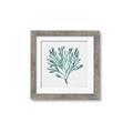 Picture of Teal Coral II  _GroupedProduct_Square_Framed_Matted_