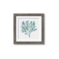 Picture of Teal Coral II  _GroupedProduct_Square_Framed_Matted_