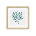 Picture of Teal Coral II  _GroupedProduct_Square_Framed_Matted_