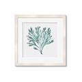 Picture of Teal Coral II  _GroupedProduct_Square_Framed_Matted_
