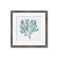 Picture of Teal Coral II  _GroupedProduct_Square_Framed_Matted_
