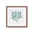 Picture of Teal Coral II  _GroupedProduct_Square_Framed_Matted_