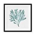 Picture of Teal Coral II  _GroupedProduct_Square_Framed_Matted_