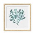 Picture of Teal Coral II  _GroupedProduct_Square_Framed_Matted_
