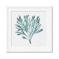 Picture of Teal Coral II  _GroupedProduct_Square_Framed_Matted_