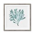 Picture of Teal Coral II  _GroupedProduct_Square_Framed_Matted_