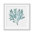 Picture of Teal Coral II  _GroupedProduct_Square_Framed_Matted_